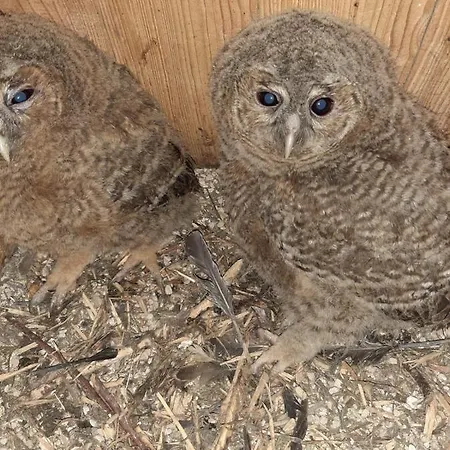 Bergzicht De Bosuil - Aan Het Bos בית נופש לוכם