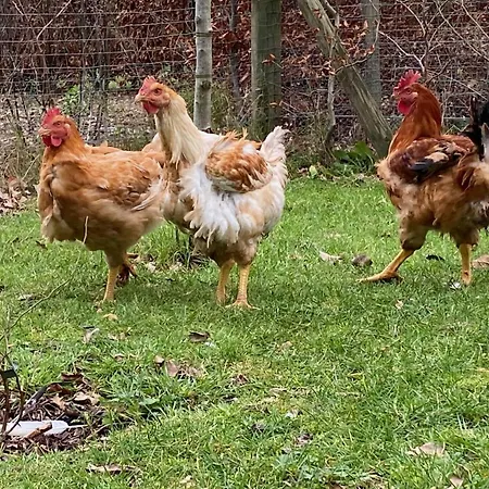 בית נופש Bergzicht De Bosuil - Aan Het Bos *