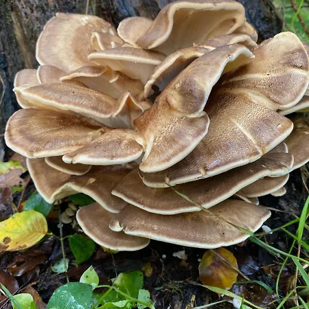 בית נופש Bergzicht De Bosuil - Aan Het Bos