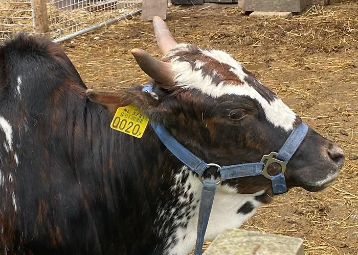 Bergzicht De Bosuil - Aan Het Bos Сasa de vacaciones