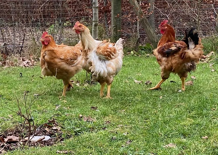 Сasa de vacaciones Bergzicht De Bosuil - Aan Het Bos *