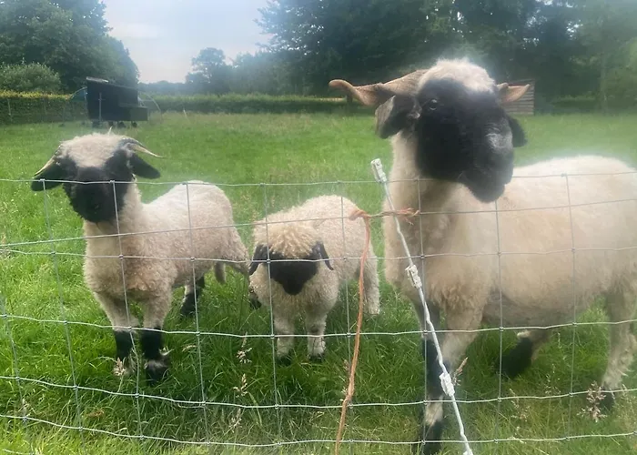 Сasa de vacaciones Bergzicht De Bosuil - Aan Het Bos Lochem