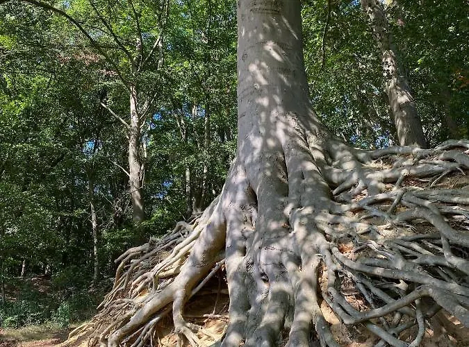 Сasa de vacaciones Bergzicht De Bosuil - Aan Het Bos Lochem