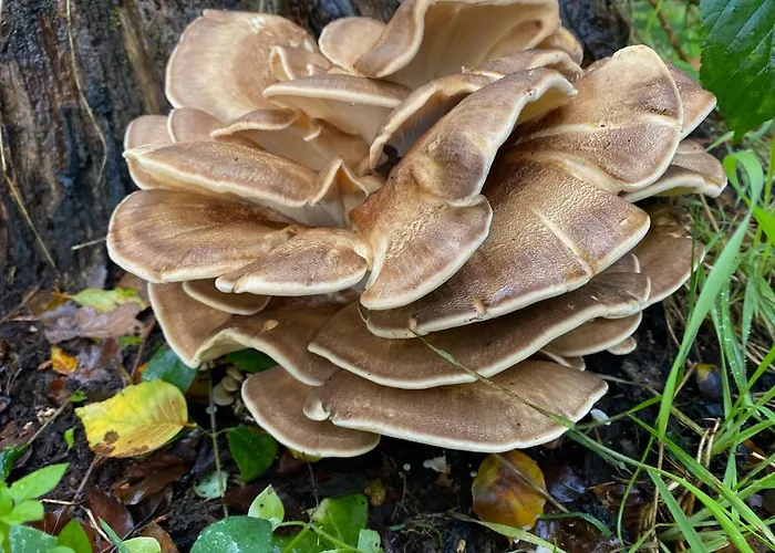 Сasa de vacaciones Bergzicht De Bosuil - Aan Het Bos