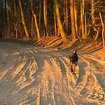 Bergzicht De Bosuil - Aan Het Bos Tatil Evi *