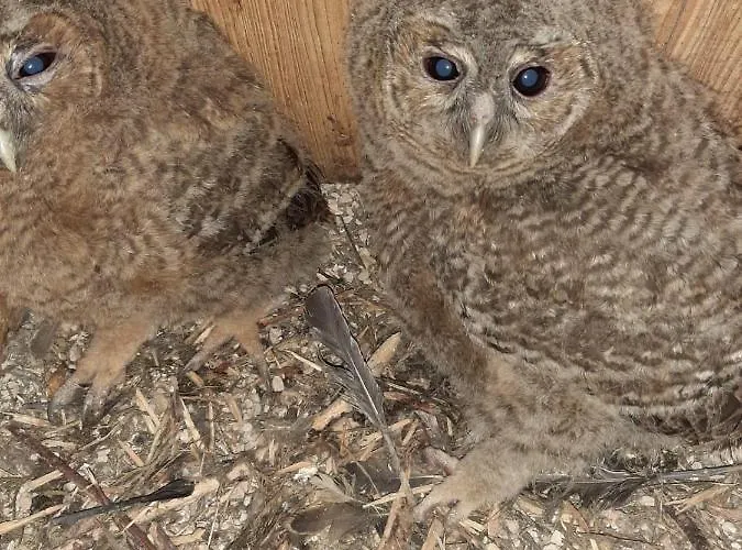 Bergzicht De Bosuil - Aan Het Bos Nyaraló Lochem
